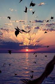 Birds Flying In The Sky Sunset Sunset Over The Beach Birds Flying Repix App Beautiful Sky Beautiful Sunset Nature