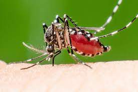 It likes damp environments, for example in flower pots or car tyres, and spreads in warm areas. Zika Virus Muss Ich Mir In Der Schwangerschaft Sorgen Machen Kidsroom De Baby Blog