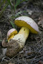 Image result for Boletus speciosus