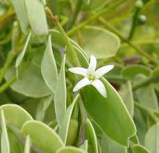 Image result for Olacaceae