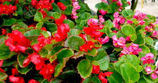 Flowers that bloom all year round in india. Top 10 All Weather Perennial Plants To Grow In Pots Blog Nurserylive Com Gardening In India