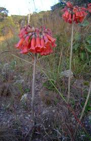 Image result for Bryophyllum tubiflorum