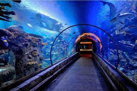 Mandalay Bay Aquarium Shark Reef Review Exploring Las Vegas