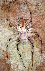 Hundreds of baby spiders just burst out of the ground — and zookeepers are delighted. The Ungentle Joy Of Spider Sex
