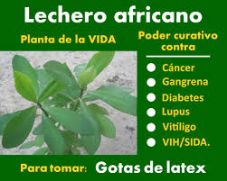 Aunque la diabetes de tipo i no puede advertirse. Lechero Africano La Planta De La Vida Medicinal