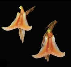 Image result for Liparis mulindana