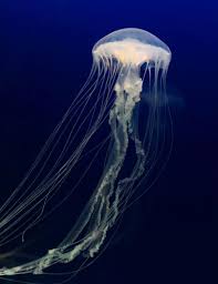 Our jellyfish aquarium kit includes all the filtration needed to keep your live pet jellyfish happy and healthy. Moon Jellyfish Live Pet Jellyfish