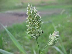 Image result for Ctenium longiglume