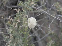 Image result for Aspidoglossum glabellum