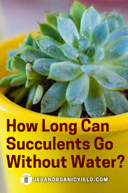 Most species of flora need to be watered every day or every few days, but so, how do you know how often you should water your succulents? How Often To Water Succulents Outside In 2021 How To Water Succulents Planting Succulents Succulents