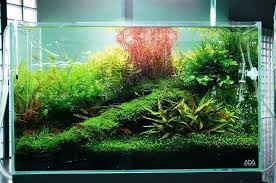 Favourites Ada Tank Ada Gallery That Mossy Log Having Those Cryptos By Its Side Is Just A Little Piece Of Art By Nature Aquarium Aquascape Planted Aquarium