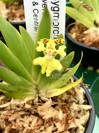 Image result for Psydrax richardsiae