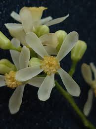 Image result for Tephrosia tanganicensis