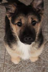 German shepherd dogs cute german shepherd german shepherds shepherd puppy baby german shepherd german shepherd puppy white background woman german shepherd german shepherd german shepherds vector. 28 Of The Most Adorable German Shepherd Pups You Ll Ever See
