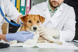 We have multiple er veterinary doctors on staff and are equipped to handle any pet emergency or critical care case 24 hours a day, 7 days a week. Emergency Vets Usa 2021 Find 24 Hour Animal Hospitals Er Near You The Goody Pet