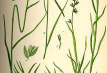 Deskripsi tentan rumput tekifull description. Bermuda Grass Facts And Health Benefits