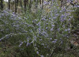 Image result for Syncolostemon elliottii