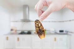 For bed bug pest control near me york call xpress insect control experts. 22 Bed Bugs Ideas In 2021 Bed Bugs Bugs Bed Bugs Infestation