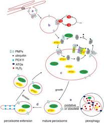 Plant and cell physiology impact factor 2019. Frontiers Dynamics Of Peroxisome Homeostasis And Its Role In Stress Response And Signaling In Plants Plant Science