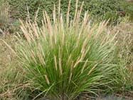 Image result for Cenchrus macrourus