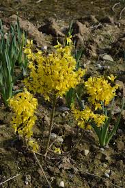 After a dull grey winter, their bold, gaudy appearance really is a shocker when you first encounter it. Time For A Little Forsythia The Biking Gardener