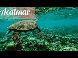 4:13:03 música relaxante para acalmar a mente e relaxar profundamente. Musica Relaxante Para Dormir Acalmar A Mente Gato Coins