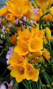 Freesias Mit Bildern Schone Blumen Beste Blumen Gelbe Blumen