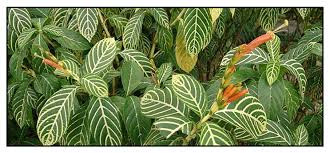 Image result for Sanchezia speciosa