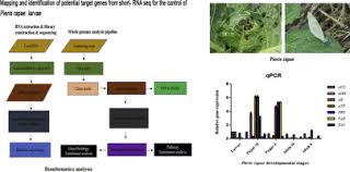 Severe defoliation on palm consequently affects the productivity. Mapping And Identification Of Potential Target Genes From Short Rna Seq For The Control Of Pieris Rapae Larvae Sciencedirect