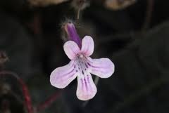 Image result for Streptocarpus hirticapsa