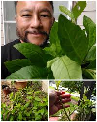 Longevity spinach in tuna sandwiches