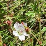 Image result for Geranium aculeolatum