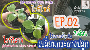 White wizard philodendron white wizard ไวท์วิซซาร์ด พ่อมดขาว กระถาง6 น่ารัก กำลังโตเลยจ้า ช้อป white wizard philodendron white wizard ไวท์วิซซาร์ด พ่อมดขสว Ep02 à¹€à¸›à¸¥ à¸¢à¸™à¸à¸£à¸°à¸–à¸²à¸‡ à¸Ÿ à¹‚à¸¥à¹„à¸§à¸— à¹„à¸™à¸— à¹„à¸§à¸— à¸§ à¸ªà¸²à¸ˆ Philodendron Whiteknight Whitewizard Teibtomyplants Youtube