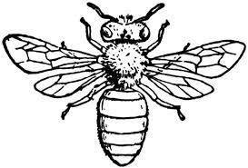 Nectar is useful as a source of energy for bees. Eastern Honey Bee Coloring Pages Coloring Sky Bee Coloring Pages Honey Bee Drawing Bee Drawing