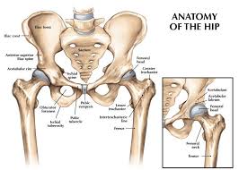 The femur is the upper leg bone or thigh. The Hip Back To Health Wellness Centre
