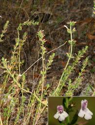 Image result for Micromeria