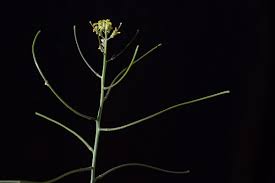 Image result for Sisymbrium orientale