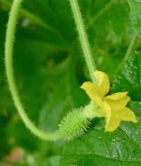 Image result for Cucumis cinereus