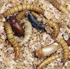 Was Gegen Larven Maden Motten Im Essen Wirklich Hilft Welt