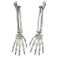 Manos De Calavera Buscar Con Google Skeleton Arm Witch Hands Plastic Skeleton