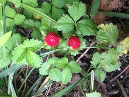 Image result for Duchesnea indica