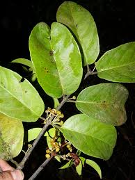 Image result for Salacia