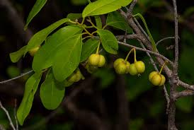 Image result for Cleistanthus