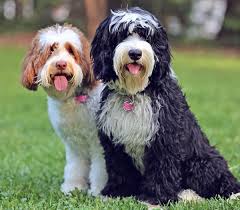 Black And White Parti Aussiedoodle Australian Labradoodles In 2020 Labradoodle Australian Labradoodle Black And White Tuxedo