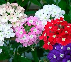 Hange Verbene Eisenkraut Zweifarbig Dehner Garten Center Blumensamen Bluhende Pflanzen Mehrjahrige Pflanzen