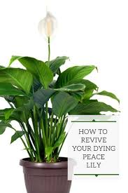 Keep the soil consistently moist but not soggy. Dying Peace Lily Expert Tips To Grow And Revive Your Plant