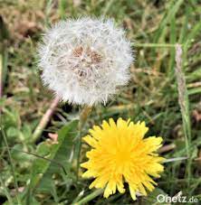 Löwenzahn (dandelion) is a children's television series produced and aired by german public broadcaster zdf on german television.originally conceived and hosted by peter lustig, the first episode aired on january 7, 1979, then titled pusteblume.the first episode of the retitled series löwenzahn aired on march 24, 1981. Ungefahrlicher Lowenzahn Onetz