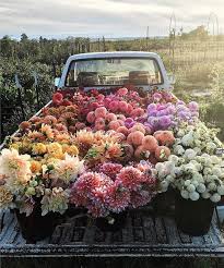 Pinterest Hollyparrker Beautiful Flowers Love Flowers Pretty Flowers