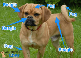 Puggle Owners Guide The Action Packed Pug Beagle Cross