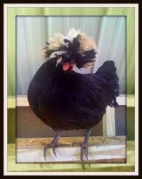 Check spelling or type a new query. Polish Chickens For Sale